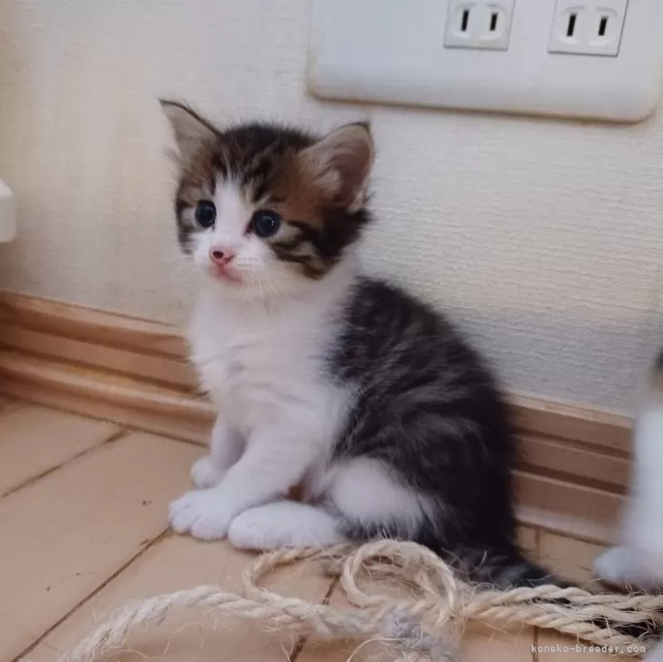 ミーちゃん 様のお迎えした子猫