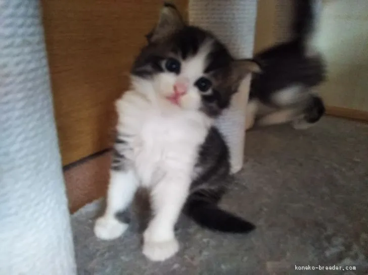 ID：2009-01175の子猫