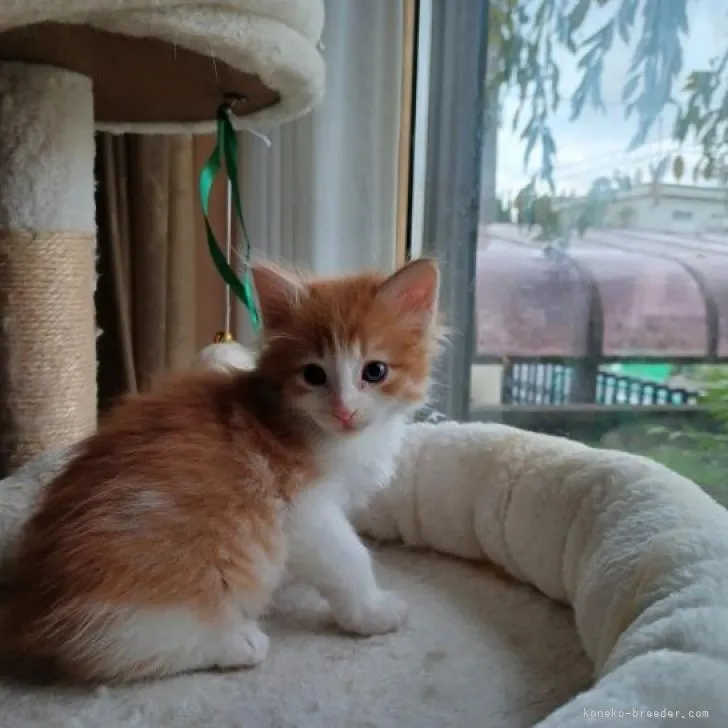 ID：2210-01390の子猫