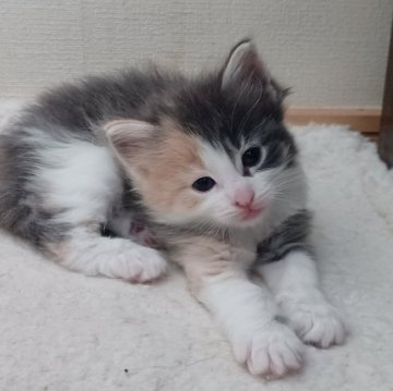 ノルウェージャンフォレストキャット【東京都・女の子・2024年3月14日・ダイリュートキャリコ】の写真「ダイリュートキャリコの毛色が美しい子です」