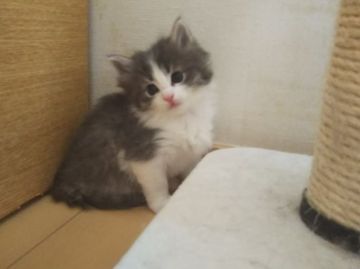 ノルウェージャンフォレストキャット【東京都・女の子・2019年11月16日・ブルータビー&ホワイト】の写真「骨太の大きな女の子で運動神経も抜群です」