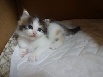 ノルウェージャンフォレストキャット【東京都・女の子・2017年7月13日・キャリコ（フワフワの長毛）】の写真「兄弟猫と取っ組み合いするのが大好きな活発な女の子」