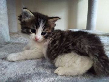 ノルウェージャンフォレストキャット【東京都・男の子・2020年2月12日・ブラウンタビー&ホワイト】の写真「骨太の大きな男の子、部屋中を活発に走り回っています」