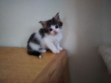 ノルウェージャンフォレストキャット【東京都・男の子・2019年3月25日・ブラウンタビー&ホワイト（フワフワの長毛）】の写真「大きなお目目がチャームポイントです。」