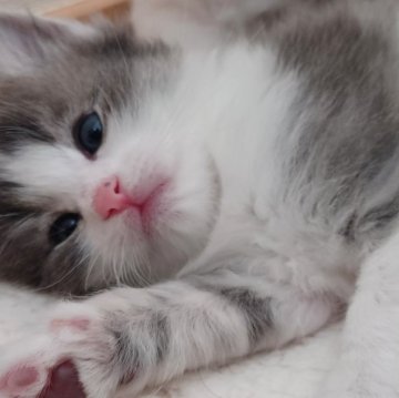 ノルウェージャンフォレストキャット【東京都・女の子・2024年3月14日・ブルータビー&ホワイト】の写真「元気で人懐こい女の子です！」