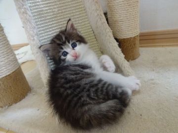 ノルウェージャンフォレストキャット【東京都・男の子・2016年7月1日・ブラックタビー&ホワイト】の写真「顔立ちは可愛いけど、がっちり骨太の男の子。」