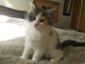 ノルウェージャンフォレストキャット【東京都・女の子・2019年11月16日・ダイリュートキャリコ】の写真「瞳の大きな愛らしいお顔、人懐こい女の子です」