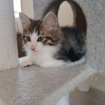 ノルウェージャンフォレストキャット【東京都・男の子・2023年1月30日・ブラウンタビー&ホワイト】の写真「骨太の大きな男の子です」