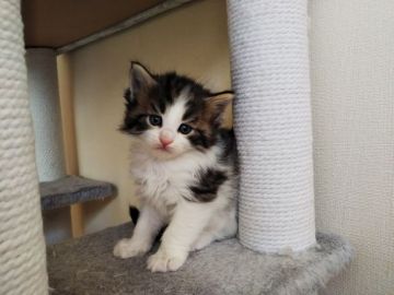 ノルウェージャンフォレストキャット【東京都・男の子・2020年10月15日・ブラウンタビー&ホワイト】の写真「骨太で活発な男の子、キャットタワーが大好きです」