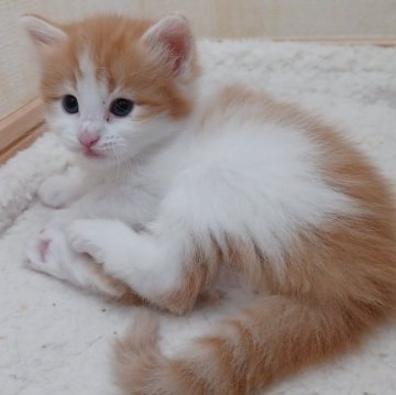 ノルウェージャンフォレストキャット【東京都・男の子・2024年3月14日・レッドタビー&ホワイト】の写真「とても人懐こい可愛い男の子です。」