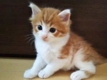 ノルウェージャンフォレストキャット【東京都・男の子・2020年8月15日・レッドタビー&ホワイト】の写真「骨太の大きな男の子で運動神経も抜群です」