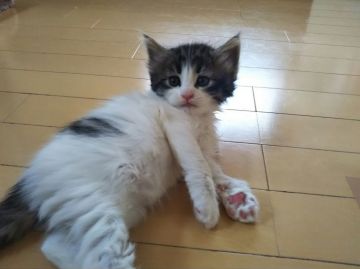 ノルウェージャンフォレストキャット【東京都・女の子・2020年3月21日・ブラウンタビー&ホワイト】の写真「瞳の大きな愛らしいお顔、人懐こい女の子です」