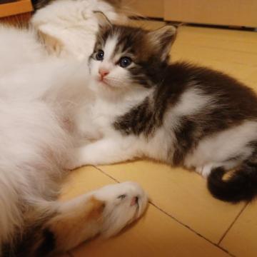 ノルウェージャンフォレストキャット【東京都・男の子・2022年9月13日・ブラウンタビー&ホワイト】の写真「骨太の大きな男の子です」