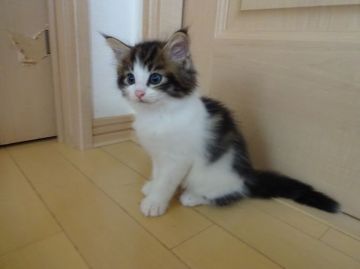 ノルウェージャンフォレストキャット【東京都・男の子・2016年7月1日・ブラウンタビー&ホワイト】の写真「人懐こい元気な男の子、体つきはがっちり骨太です。」