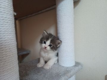 ノルウェージャンフォレストキャット【東京都・男の子・2021年3月4日・ブルータビー&ホワイト】の写真「くりくりお目目の大きな男の子」