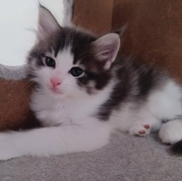 ノルウェージャンフォレストキャット【東京都・男の子・2023年10月9日・ブルータビー&ホワイト】の写真「つぶらな瞳の愛らしい男の子です」