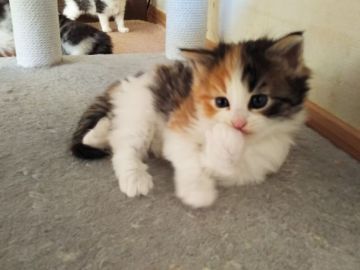 ノルウェージャンフォレストキャット【東京都・女の子・2020年10月15日・キャリコ】の写真「色バランスのいいきれいな三毛の女の子です」