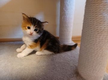 ノルウェージャンフォレストキャット【東京都・女の子・2021年3月4日・キャリコ】の写真「艶やかな三毛の毛色、愛嬌ある顔立ちの女の子です」