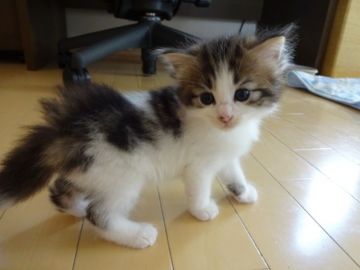 ノルウェージャンフォレストキャット【東京都・男の子・2017年7月13日・ブラウンタビー&ホワイト（フワフワの長毛）】の写真「あどけない可愛らしい顔立ちの男の子」