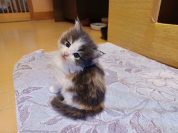 ノルウェージャンフォレストキャット【東京都・女の子・2021年3月4日・ダイリュートキャリコ】の写真「小柄な愛らしいお顔の女の子、運動神経は抜群です」