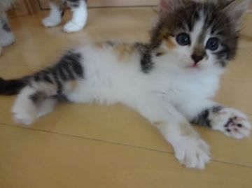 ノルウェージャンフォレストキャット【東京都・女の子・2016年7月1日・キャリコ】の写真「」