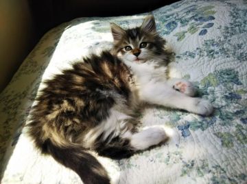 ノルウェージャンフォレストキャット【東京都・女の子・2020年2月12日・ブラウンタビー&ホワイト】の写真「骨太の大きな女の子、活発で愛嬌のある子です」