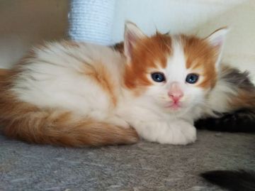 ノルウェージャンフォレストキャット【東京都・男の子・2020年10月15日・レッドタビー&ホワイト】の写真「活発な男の子、キャットタワーに昇るのが大好きです」