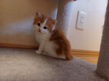 ノルウェージャンフォレストキャット【東京都・男の子・2021年3月4日・レッドタビー&ホワイト】の写真「きれいなレッドタビーの大きな男の子」