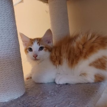 ノルウェージャンフォレストキャット【東京都・男の子・2023年4月6日・レッドタビー&ホワイト】の写真「艶やかなレッドタビーの長毛、骨太の大きな男の子です」