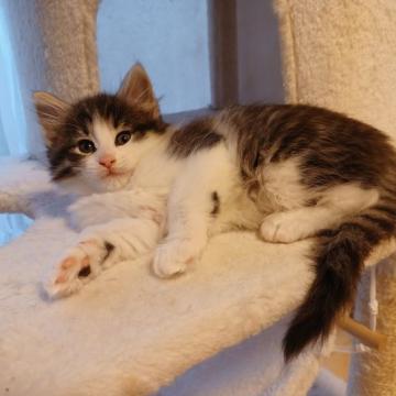 ノルウェージャンフォレストキャット【東京都・女の子・2022年9月13日・ブラウンタビー&ホワイト】の写真「つぶらな瞳のきれいな女の子です」