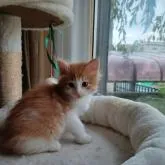 ノルウェージャンフォレストキャット【東京都・男の子・2022年9月13日・レッドタビー&ホワイト】の写真1「10月25日撮影」