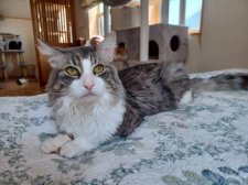 ノルウェージャンフォレストキャット【・男の子・2016年12月26日・ブルータビー&ホワイト】「ぼくの目力にすぐ負けちゃうのはお母さんだけどね」