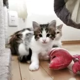 ノルウェージャンフォレストキャット