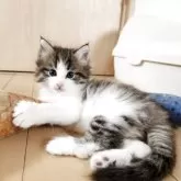 ノルウェージャンフォレストキャット
