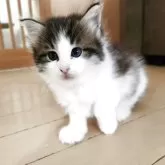 ノルウェージャンフォレストキャット