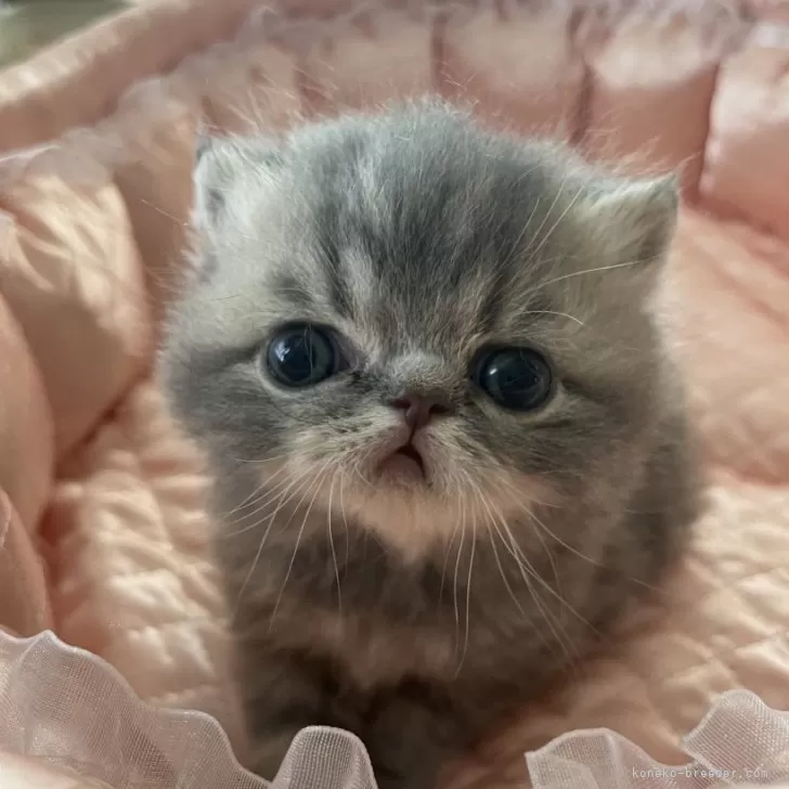 ID：2403-02809の子猫