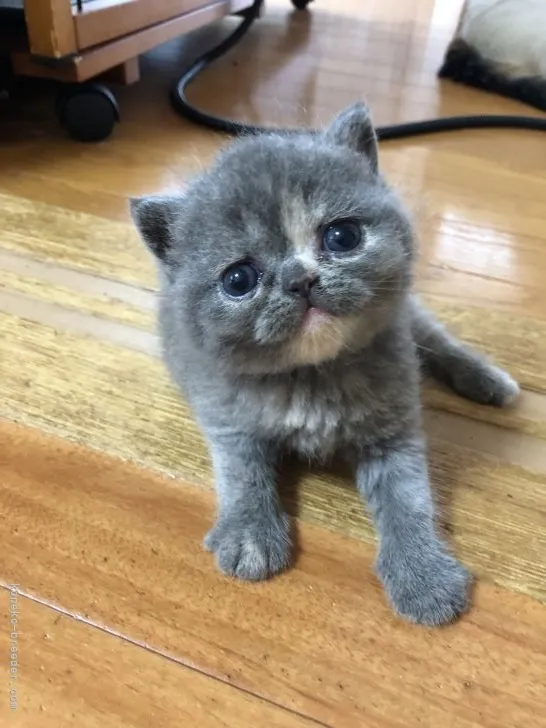 ID：2108-02479の子猫