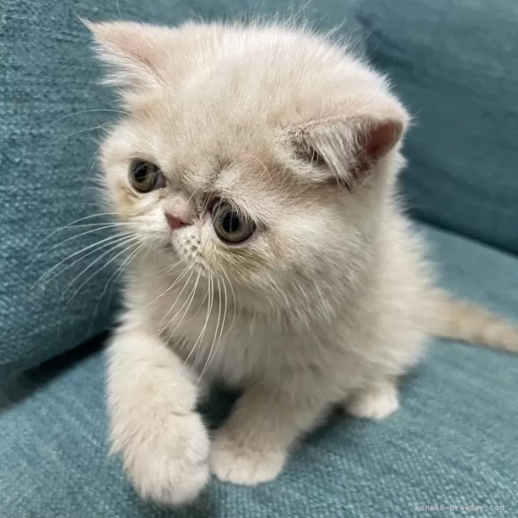 ID:2403-00812の子猫