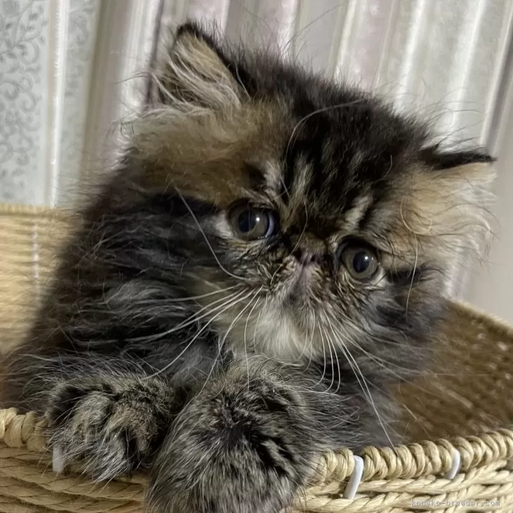 ID:2406-03194の子猫