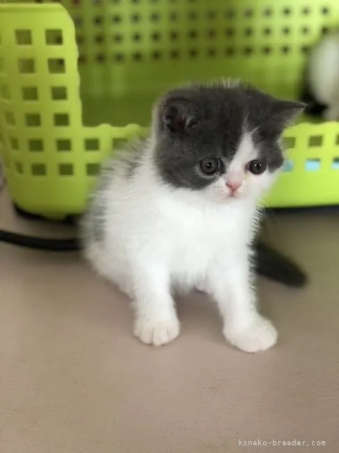 ID：2108-01626の子猫