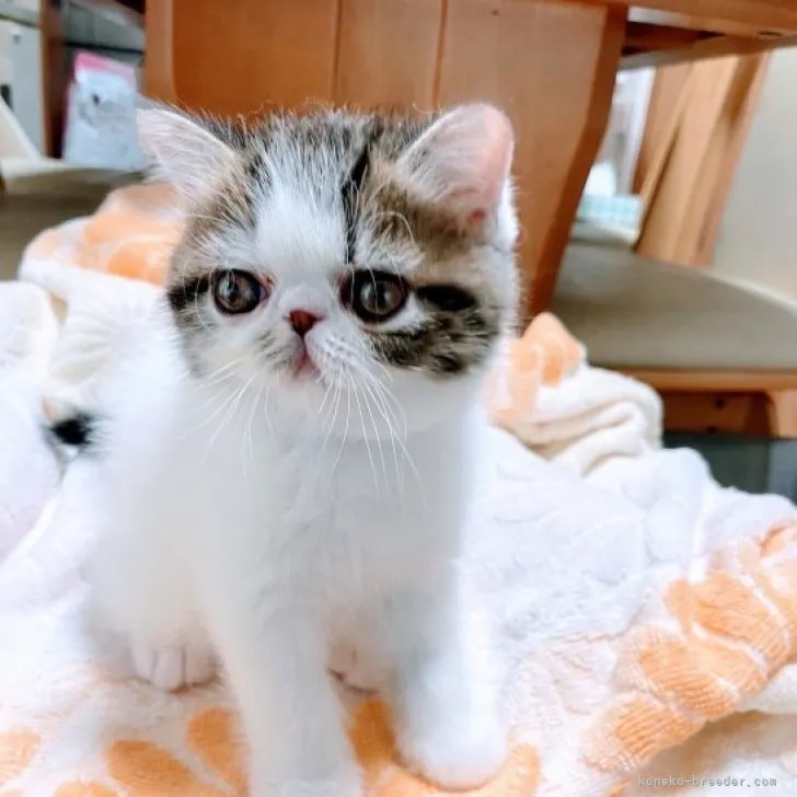 ID：2308-00240の子猫