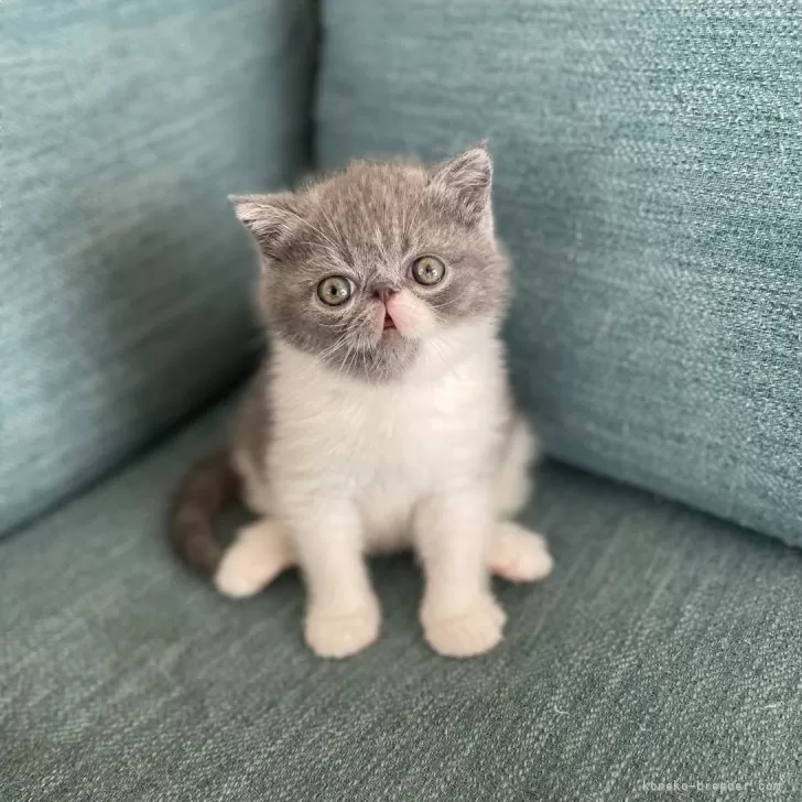 ID:2312-00712の子猫