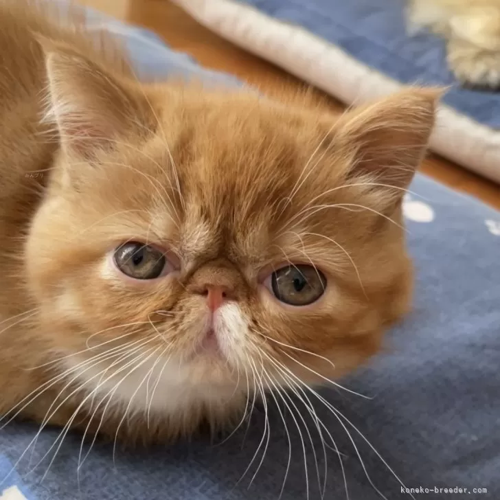 ID:2404-02906の子猫