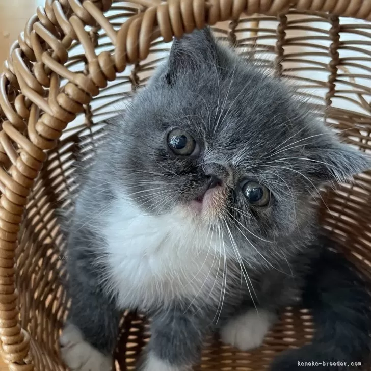 ID:2407-00877の子猫