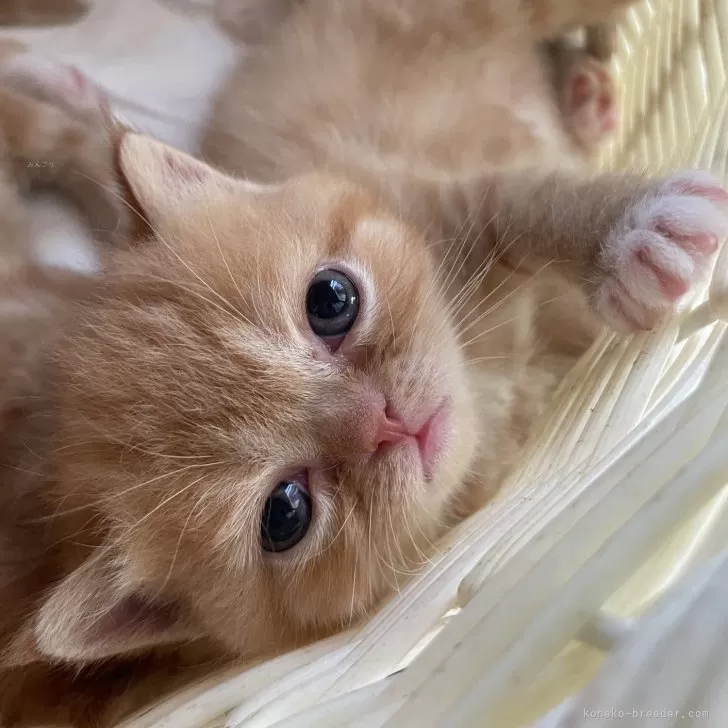 ID：2407-00879の子猫