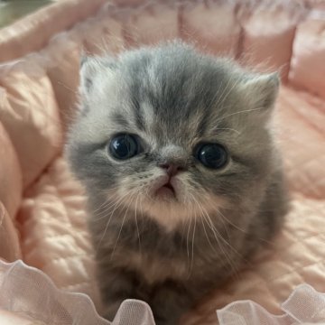 エキゾチックショートヘア【神奈川県・男の子・2024年3月2日・ブルータビー】の写真「大きなおめめのふわふわ君」