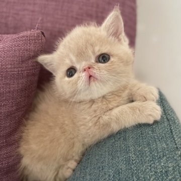 エキゾチックショートヘア【神奈川県・男の子・2024年4月17日・クリームタビー】の写真「大きなおメメ」
