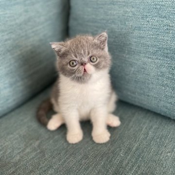 エキゾチックショートヘア【神奈川県・男の子・2023年11月8日・ブルー&ホワイト】の写真「いつもびっくりなおメメ」