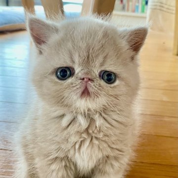 エキゾチックショートヘア【神奈川県・男の子・2024年4月17日・クリームタビー】の写真「おっとりプックリ君」