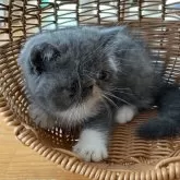 エキゾチックショートヘア【神奈川県・男の子・2024年6月11日・ブルータビー&ホワイト】の写真5